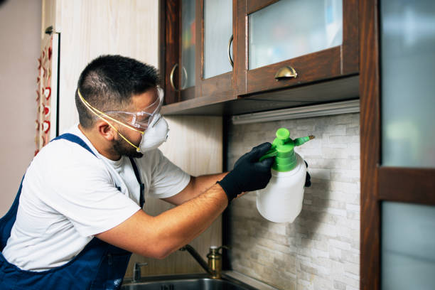 Best Cockroach Control Services  in Frazee, MN