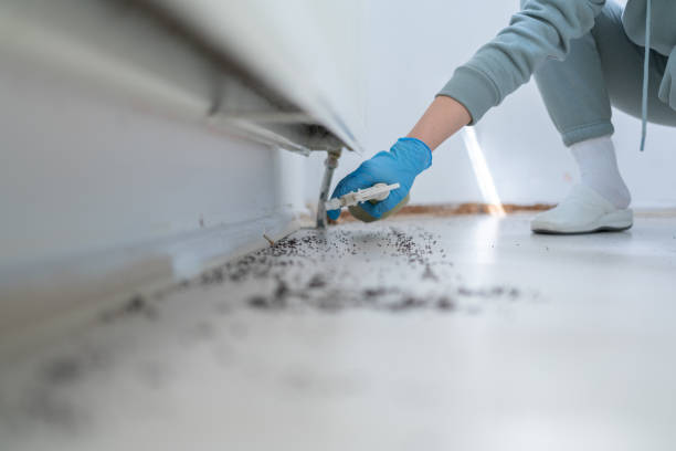 Best Ant Control Services  in Frazee, MN